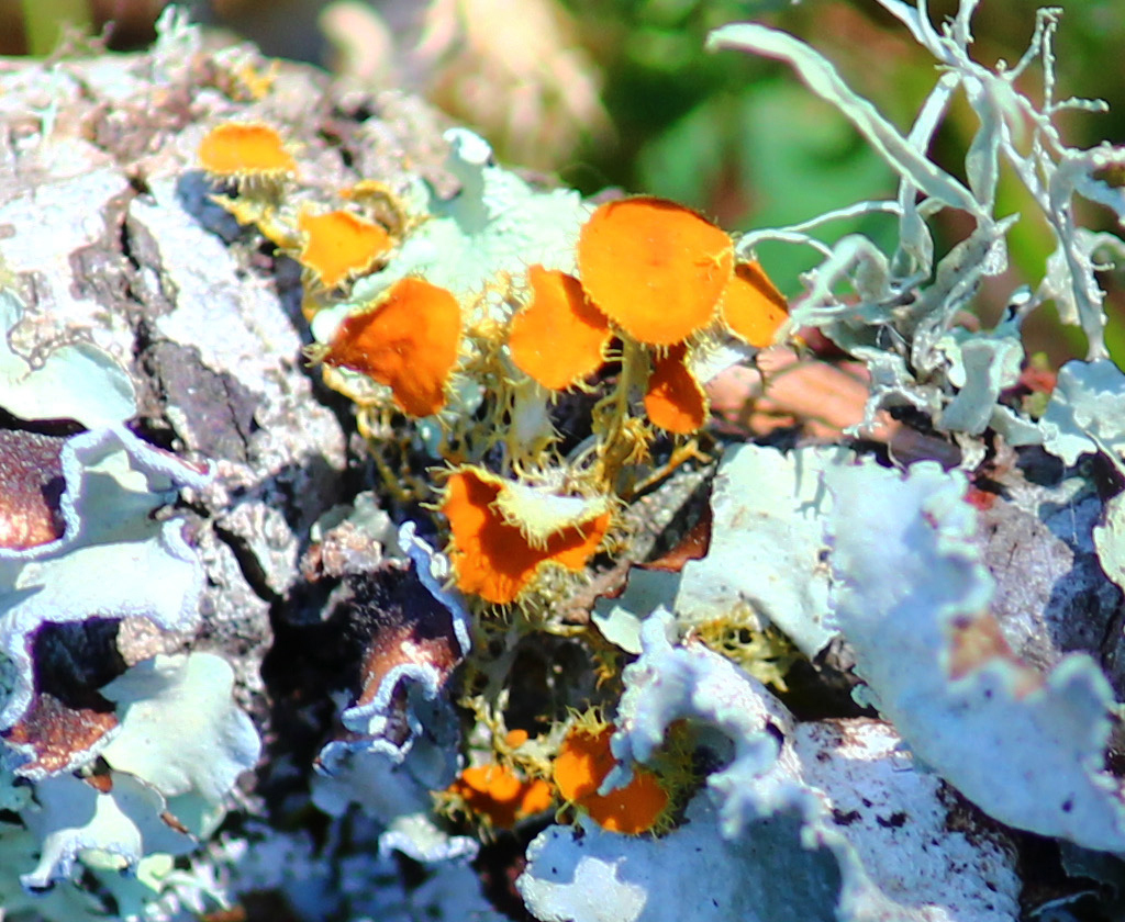 Teloschistes chrysophthalmus image