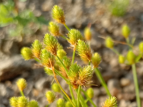 Fimbristylis dipsacea iNat (2)