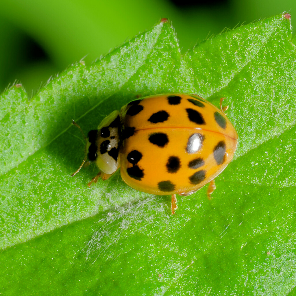 Asian Lady Beetle from Bath Twp, MI, USA on June 27, 2023 at 02:44 PM ...