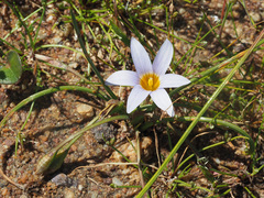 Romulea tabularis