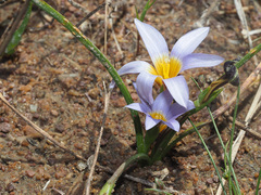 Romulea tabularis