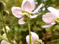 Rubus bifrons