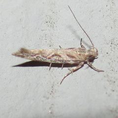 Aristotelia fungivorella