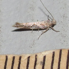 Aristotelia fungivorella