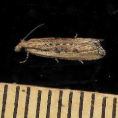 Bactra verutana