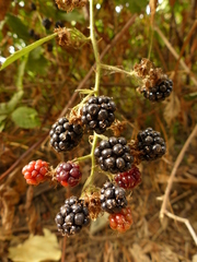 Rubus bifrons