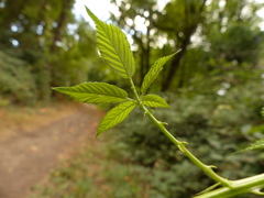Rubus bifrons