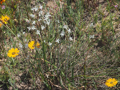Chlorophytum triflorum