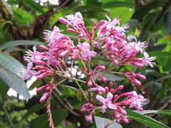 Fuchsia arborescens