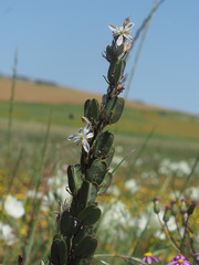 Chlorophytum triflorum