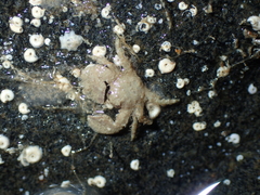 Porcellana platycheles