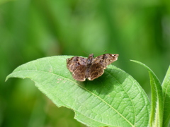 Noctuana haematospila