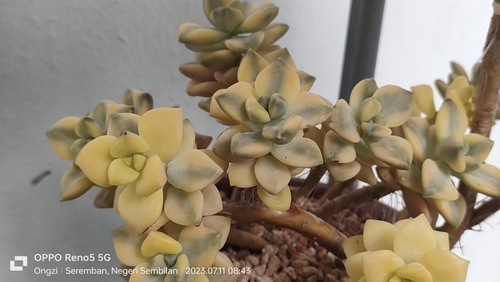 Graptopetalum bernalense (Kimnach & R.Moran) V.V.Byalt 2