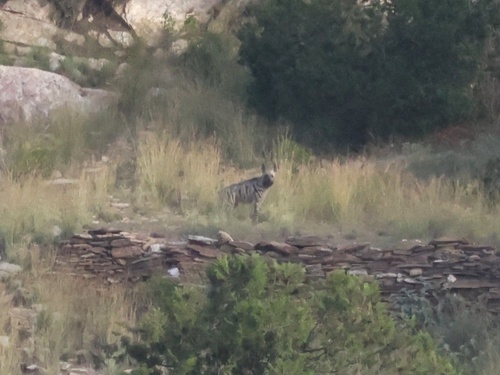 Striped Hyaena