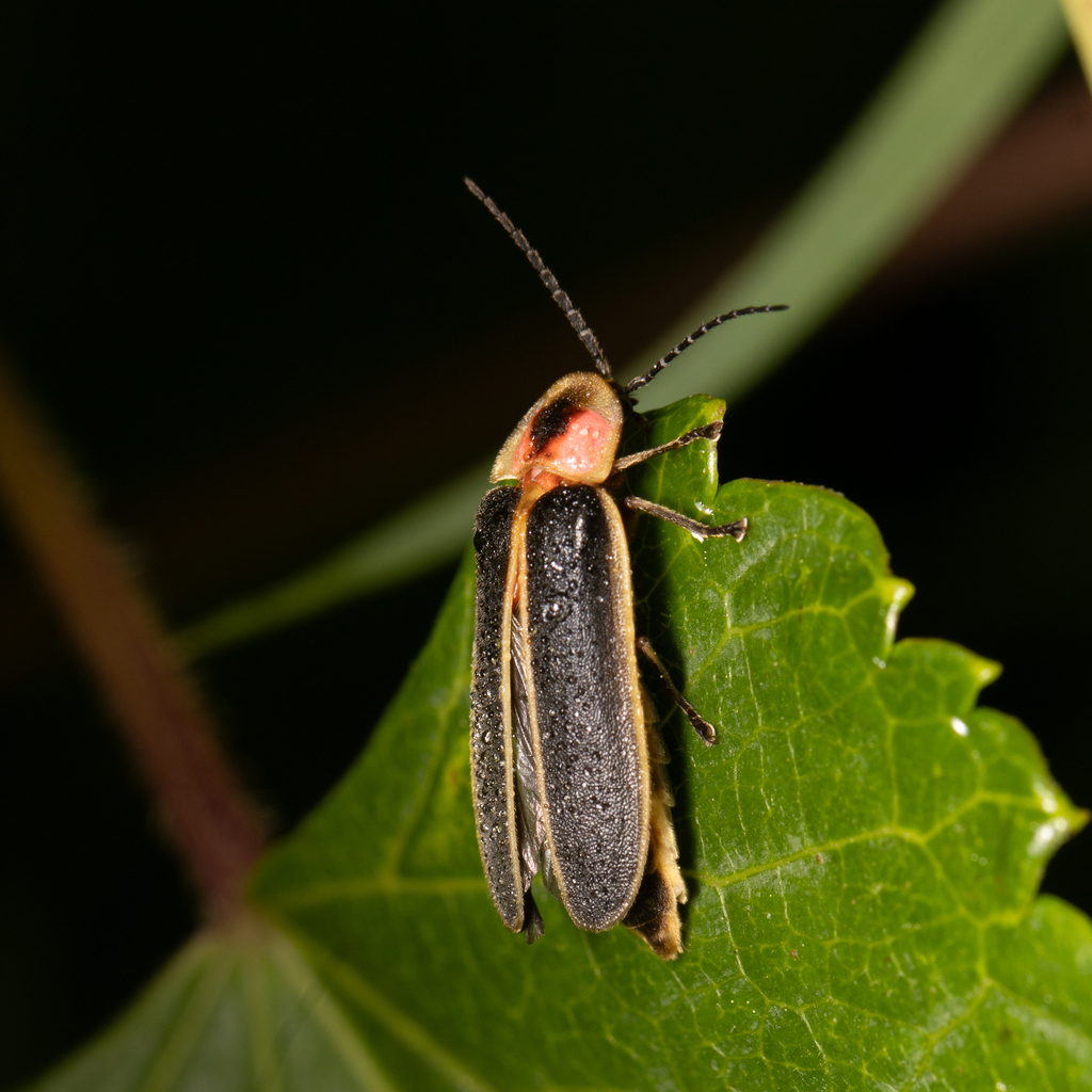 Common Eastern Firefly from College Park, MD, USA on July 10, 2023 at ...