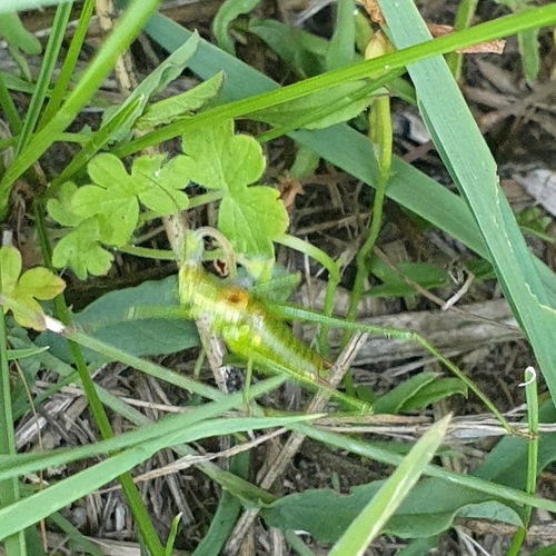 Striped Bush-cricket photo 2