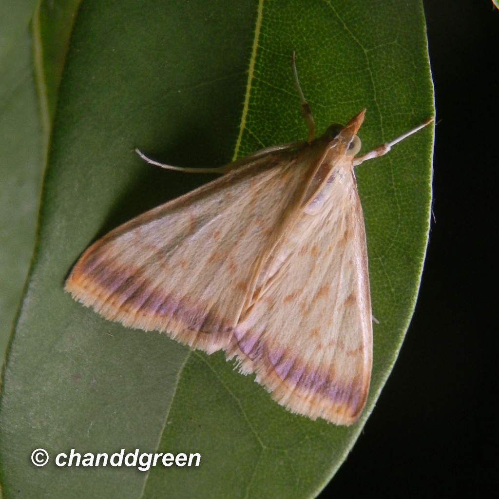 Crocidophora habisalis