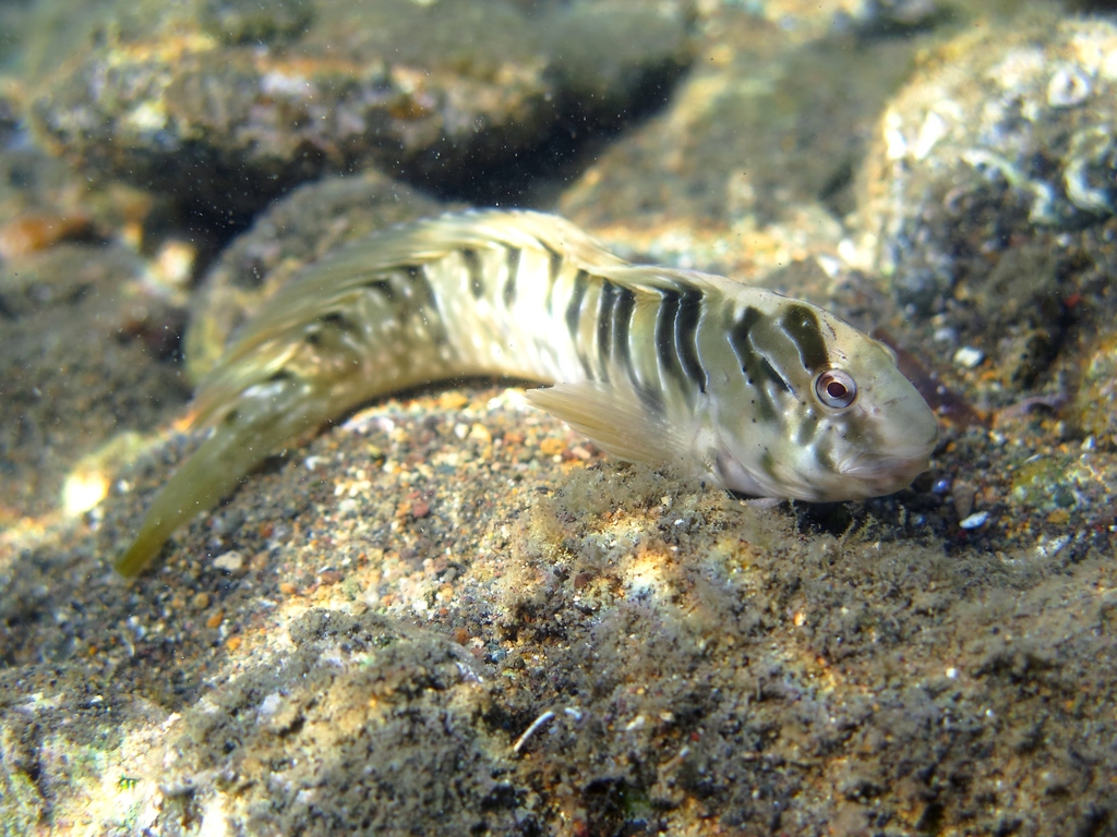 Basilisk blenny (Salaria basilisca) — Blenniidae