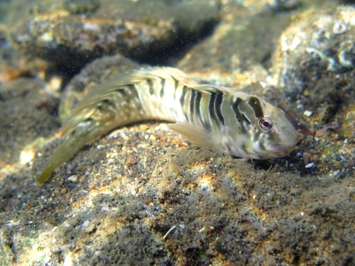 Basilisk blenny (Salaria basilisca) — Blenniidae