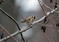 Carduelis carduelis