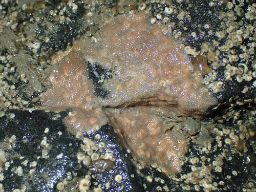 Schizoporella unicornis