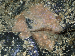 Schizoporella unicornis