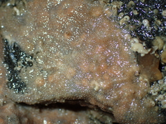 Schizoporella unicornis