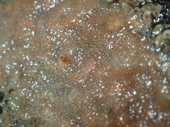 Schizoporella unicornis