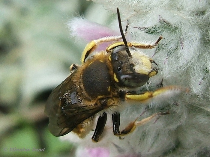 European wool carder bee  College of Agricultural Sciences