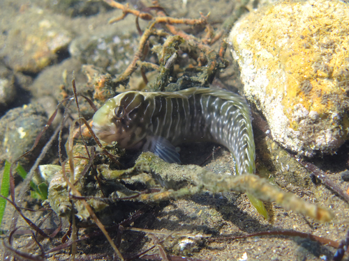 Basilisk blenny (Salaria basilisca) — Blenniidae — 3