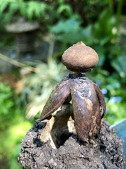 Geastrum fornicatum