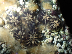 Botryllus schlosseri