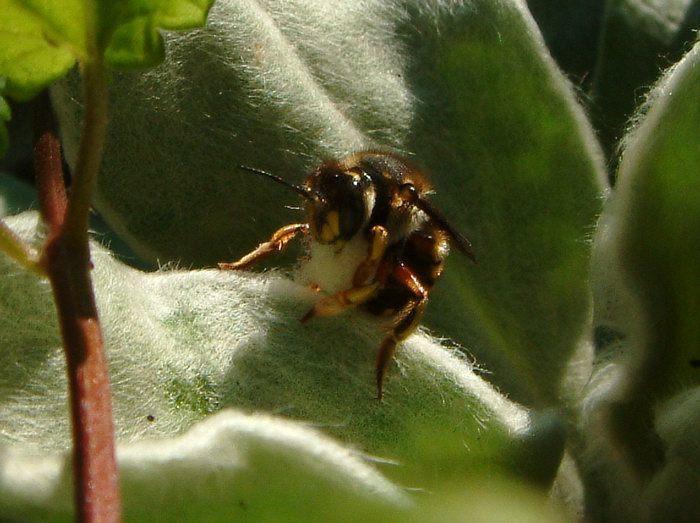 European Wool Carder Bee (Santa Cruz Island Reserve, California-Insects) ·  iNaturalist
