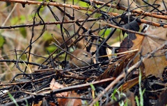 Troglodytes troglodytes