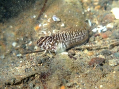 Basilisk Blenny photo 5