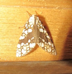 Tessella jorgenseni