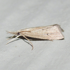 Eoreuma densellus