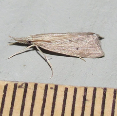 Eoreuma densellus