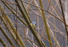 Cyanistes caeruleus