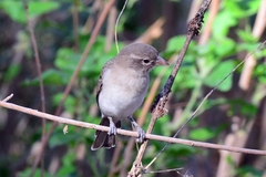 Yellow-Spotted Petronia photo 5