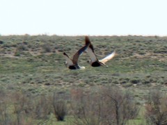 Pterocles orientalis