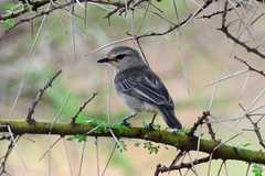 Bradornis microrhynchus