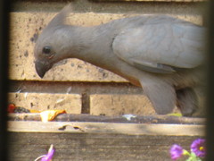 Corythaixoides concolor bechuanae