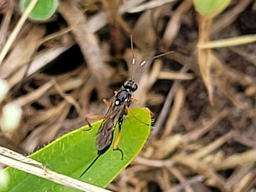 Cryptus viduatorius