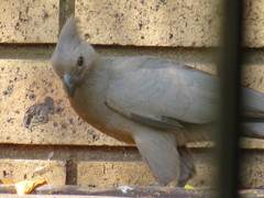 Corythaixoides concolor bechuanae