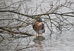 Anas platyrhynchos domesticus