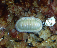 Tripoplax regularis