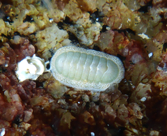 Tripoplax regularis