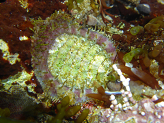 Placiphorella velata