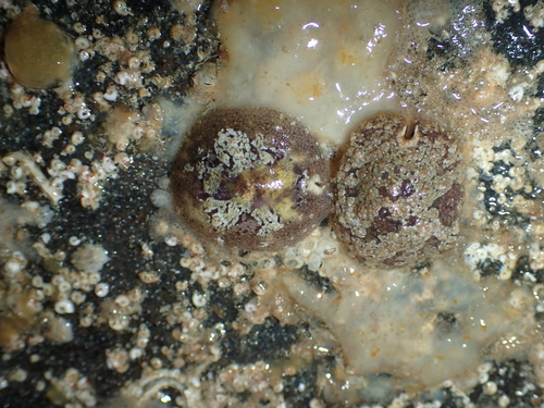 Marsenia perspicua